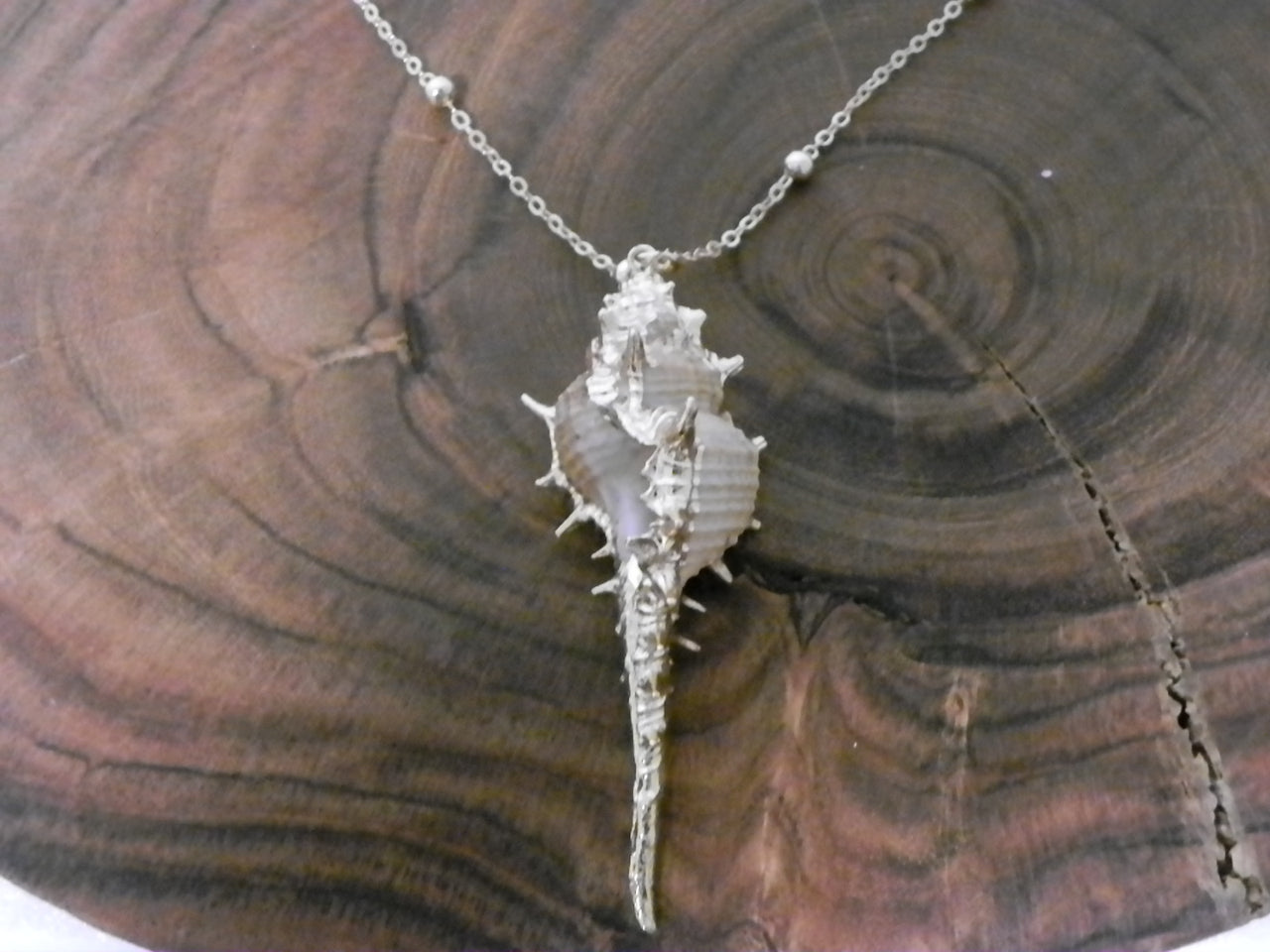 Sea Shell Sea Shore Necklace | Boho | Bohemian | Trendy | Sea Shore Necklace | Stylish | House Of Jax Studio